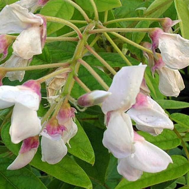 Glycine soyeuse Kapiteyn Fuji (D.R. / ©Pépinières Travers)