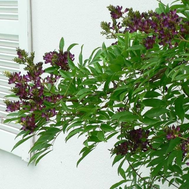 Glycine d'été Satsuma (D.R. / ©Pépinières Travers)