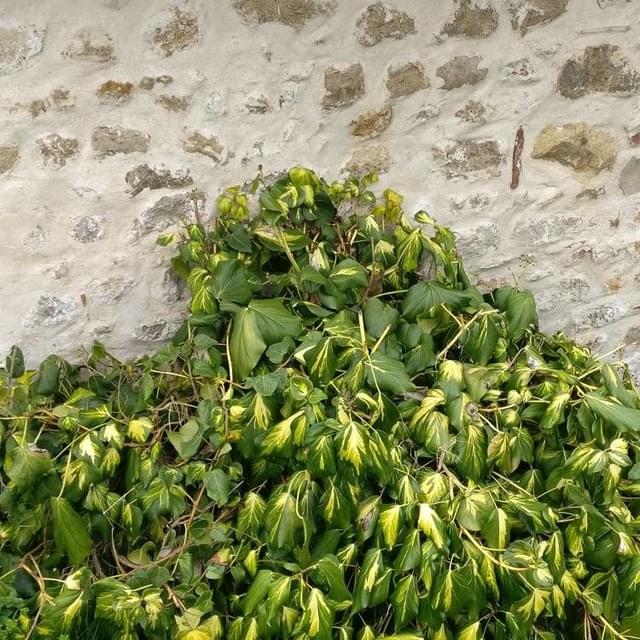 Lierre des colchide Dentata Variegata (D.R. / ©Pépinières Travers)