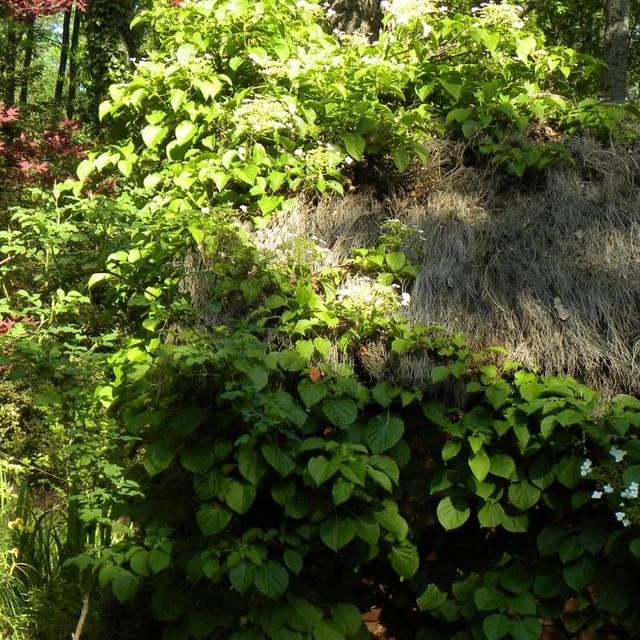 Hortensia grimpant (D.R. / ©Pépinières Travers)