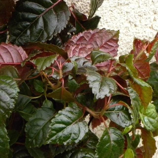 Hortensia grimpant Winter surprise (D.R. / ©Pépinières Travers)