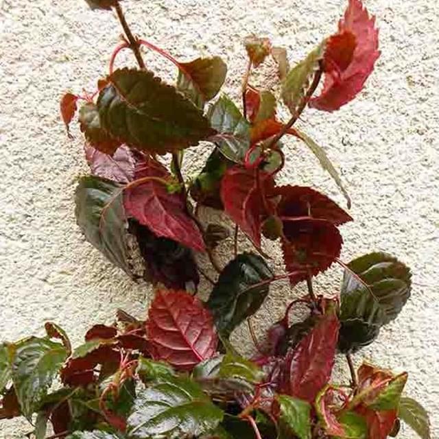 Hortensia grimpant Winter surprise (D.R. / ©Pépinières Travers)