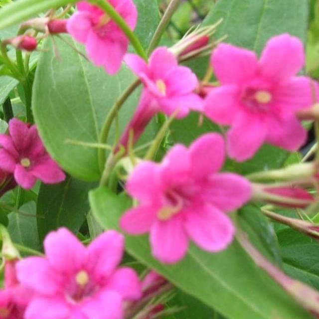 Jasmin beesianum (D.R. / ©Pépinières Travers)