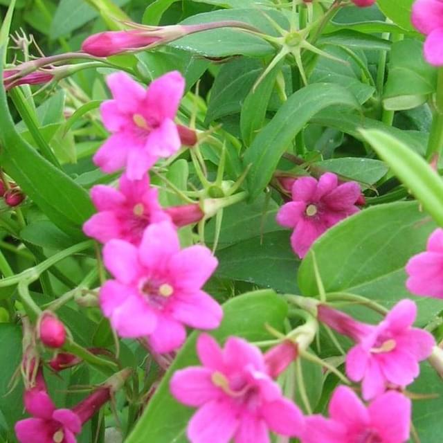 Jasmin beesianum (D.R. / ©Pépinières Travers)