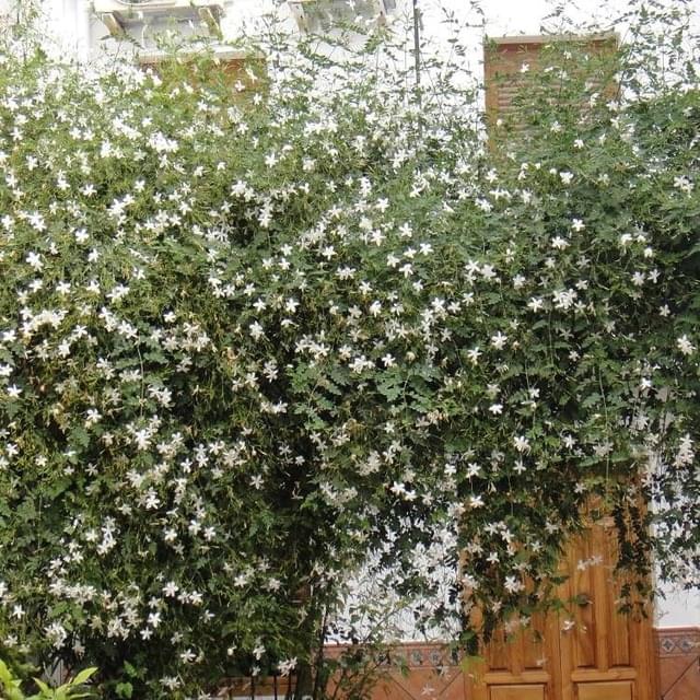 Jasmin blanc officinale (D.R. / ©Pépinières Travers)
