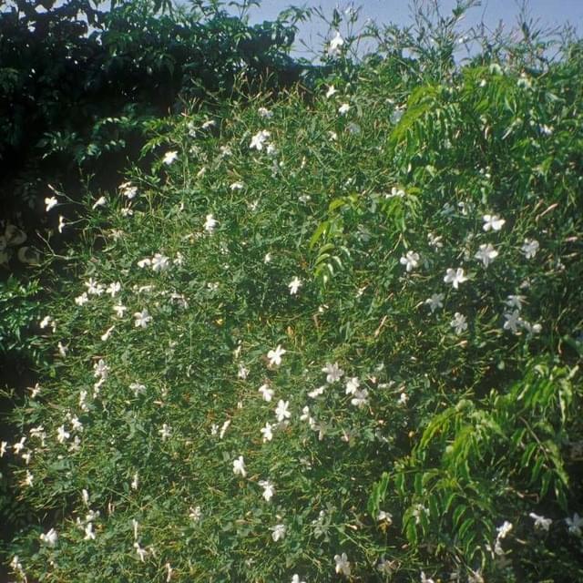 Jasmin blanc officinale (D.R. / ©Pépinières Travers)
