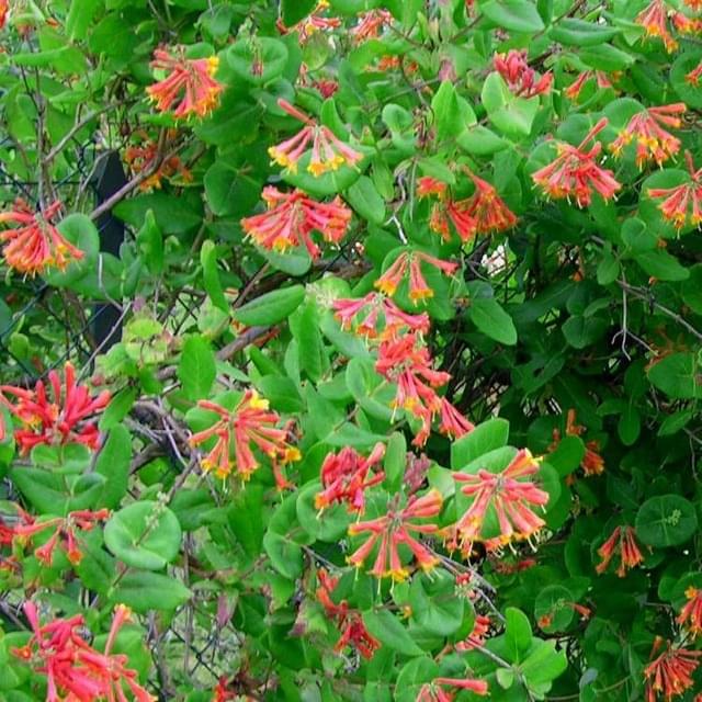 Chèvrefeuille de Brown Dropmore Scarlet (D.R. / ©Pépinières Travers)