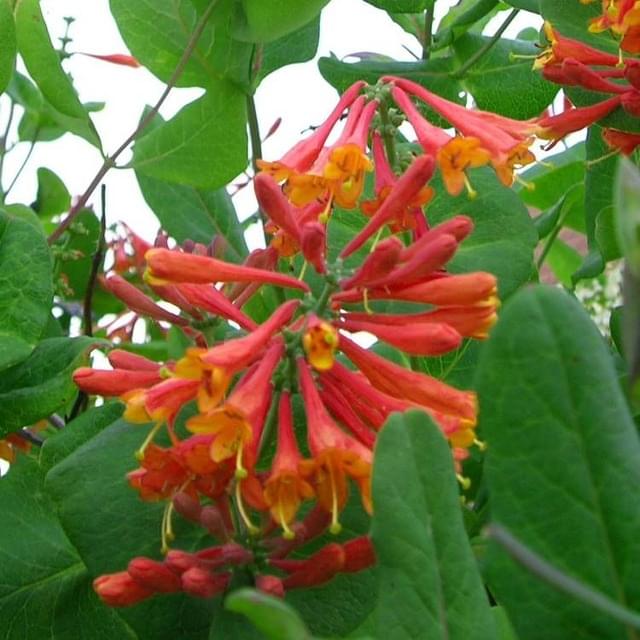 Chèvrefeuille de Brown Dropmore Scarlet (D.R. / ©Pépinières Travers)