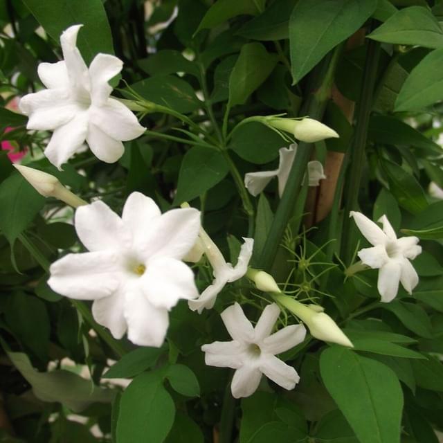 Jasmin blanc Affine (D.R. / ©Pépinières Travers)