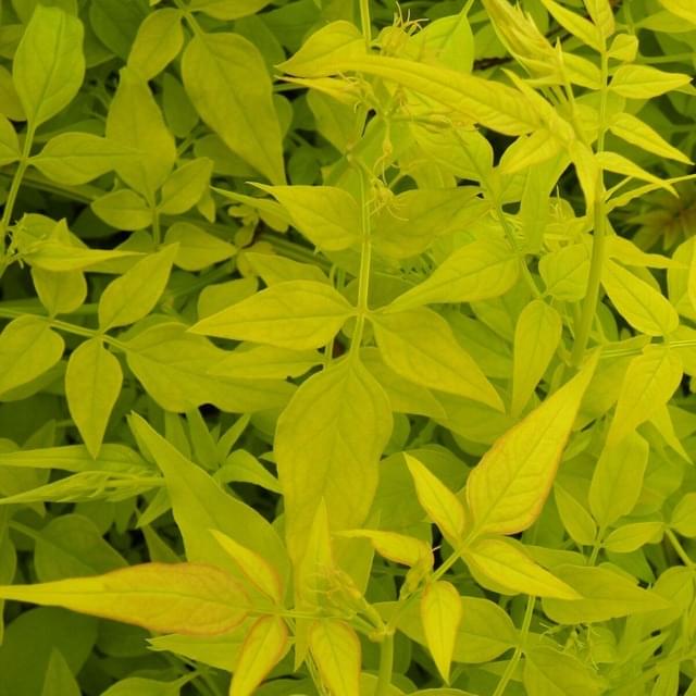 Jasmin blanc Aureum (D.R. / ©Pépinières Travers)