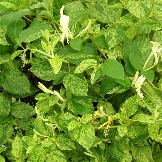 Chèvrefeuille du Japon Mint Crisp® (D.R. / ©Pépinières Travers)
