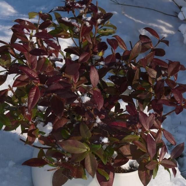Jasmin étoilé Winter Ruby® 'Trared' (D.R. / ©Pépinières Travers)