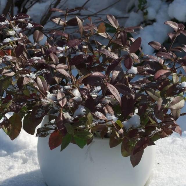 Jasmin étoilé Winter Ruby® 'Trared' (D.R. / ©Pépinières Travers)