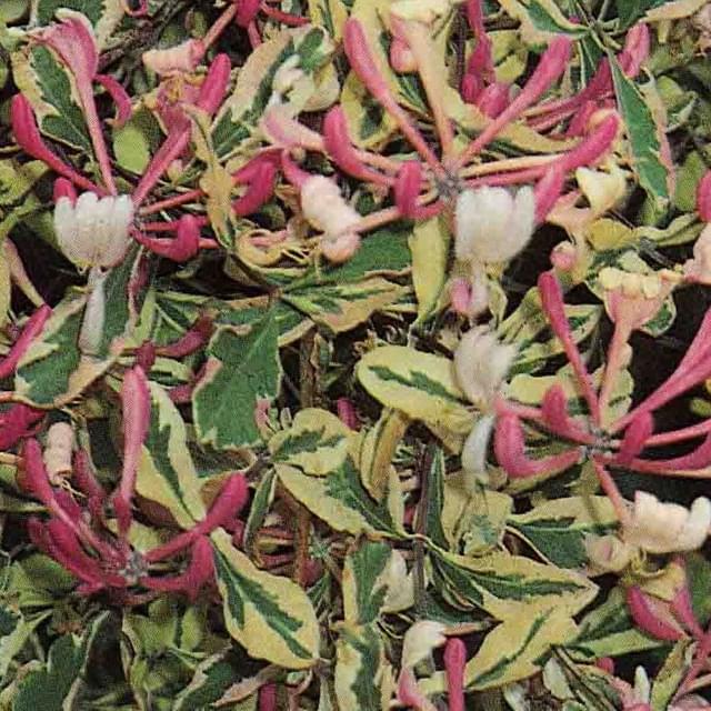 Chèvrefeuille Harlequin® 'Sherlite' (D.R. / ©Pépinières Travers)