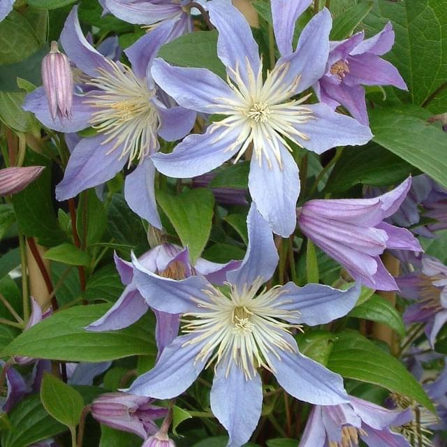 Clématite integrifolia Blue River® 'Zoblueriver' (D.R. / ©Pépinières Travers)