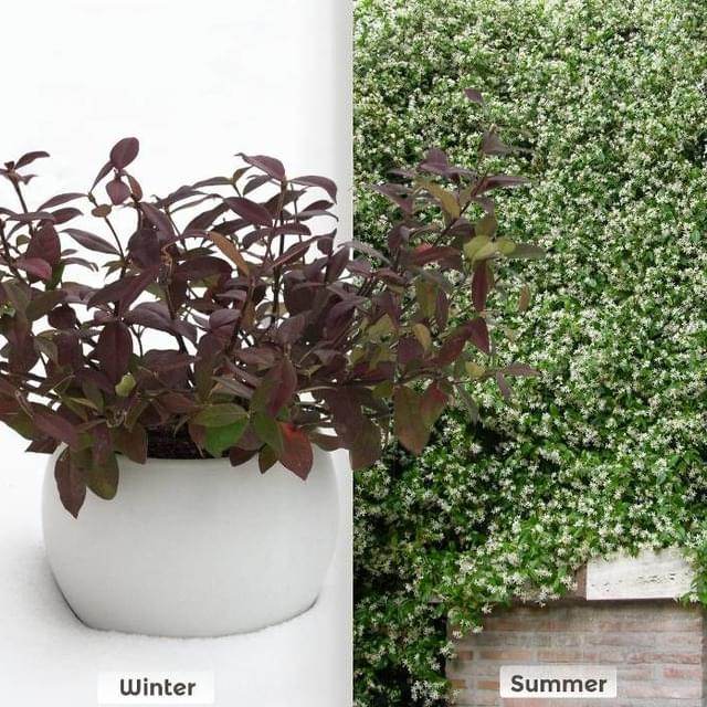 Jasmin étoilé Winter Ruby® 'Trared' (D.R. / ©Pépinières Travers)