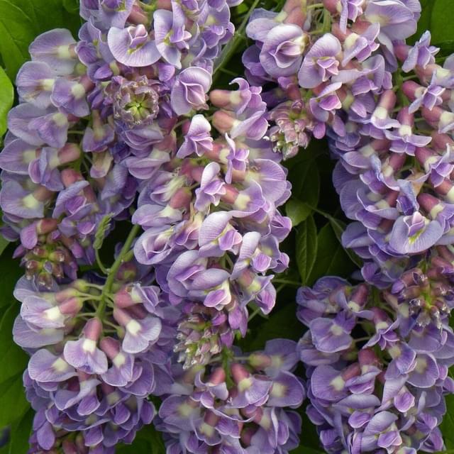 Glycine d'Amérique Amethyst Fall® (D.R. / ©Pépinières Travers)