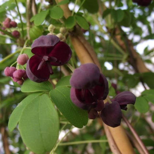 Akebie pentaphylla (D.R. / ©Pépinières Travers)