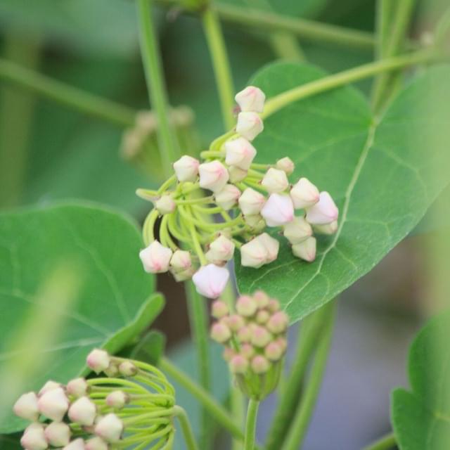 Dregea sinensis (D.R. / ©Pépinières Travers)