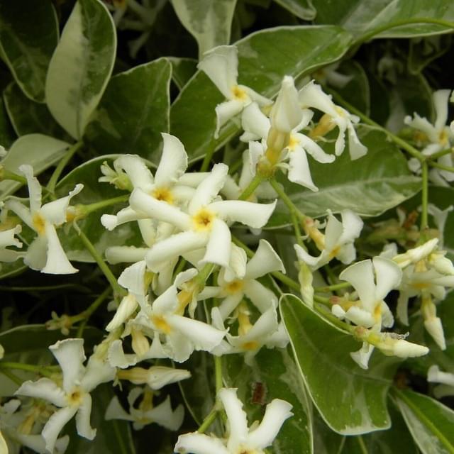 Jasmin étoilé Variegata (D.R. / ©Pépinières Travers)