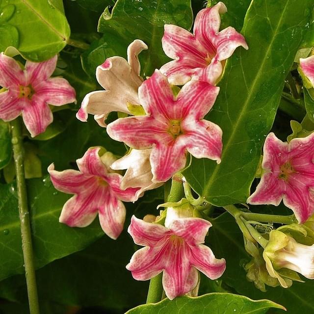 Araujia sericofera Rosea (D.R. / ©Pépinières Travers)