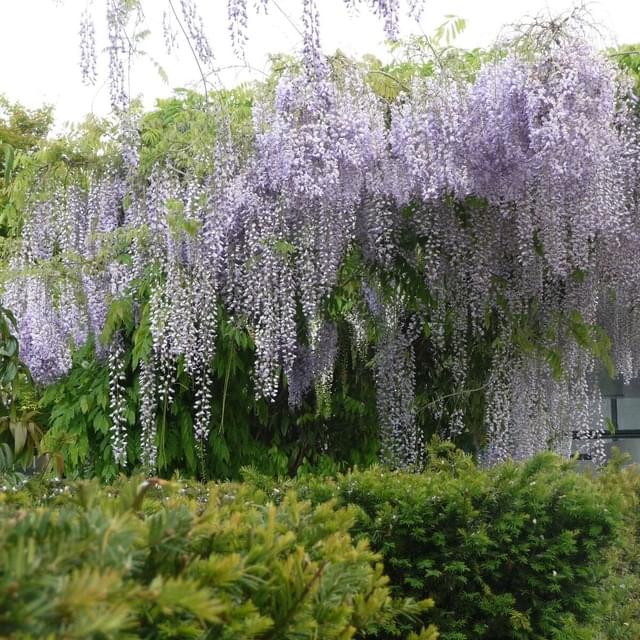 Glycine du Japon Macrobotrys (D.R. / ©Pépinières Travers)