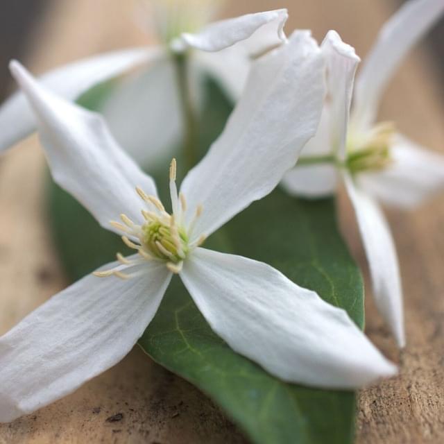 Clématite armandii Enham star (D.R. / ©Pépinières Travers)