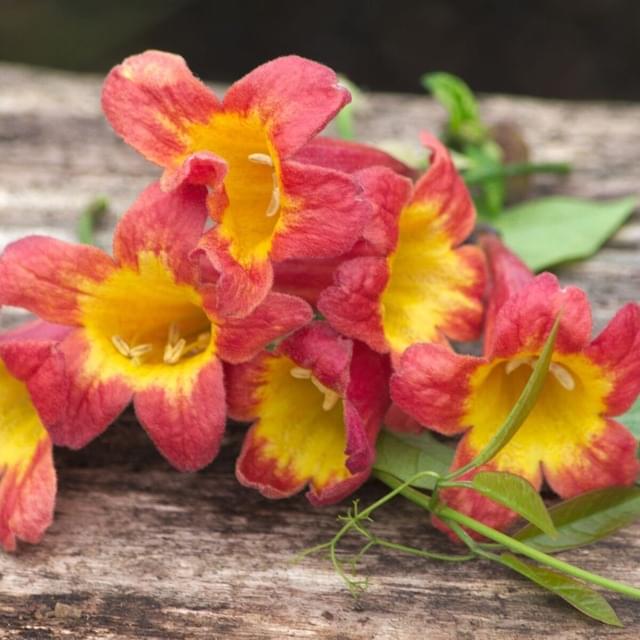 Bignone capreolata Tangerine Beauty (D.R. / ©Pépinières Travers)