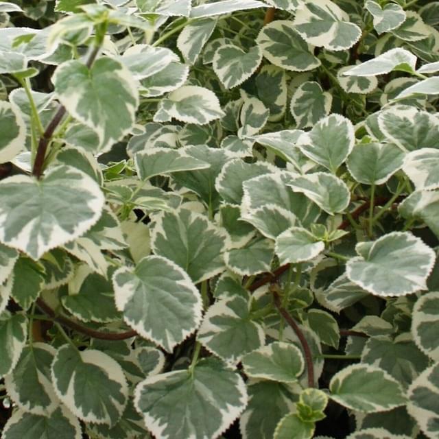 Hortensia grimpant Silver Lining® (D.R. / ©Pépinières Travers)