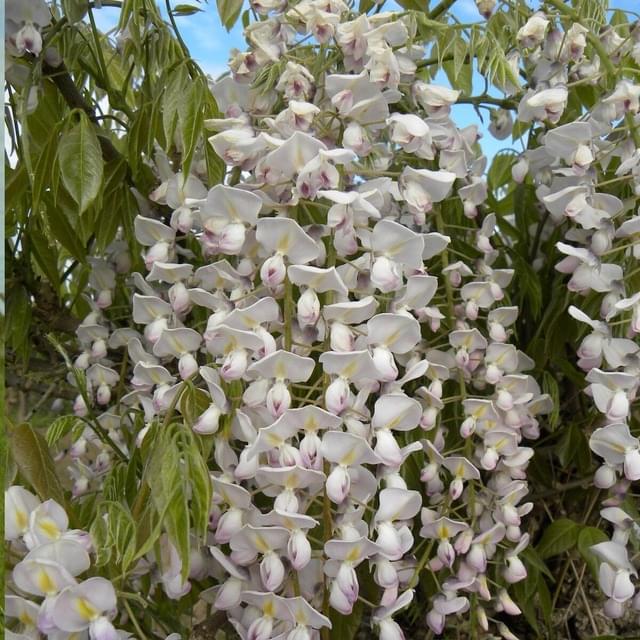 Glycine du Japon Lipstick (D.R. / ©Pépinières Travers)