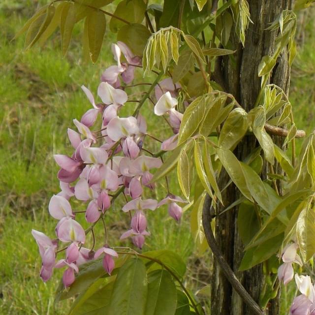 Glycine soyeuse Rosea (D.R. / ©Pépinières Travers)