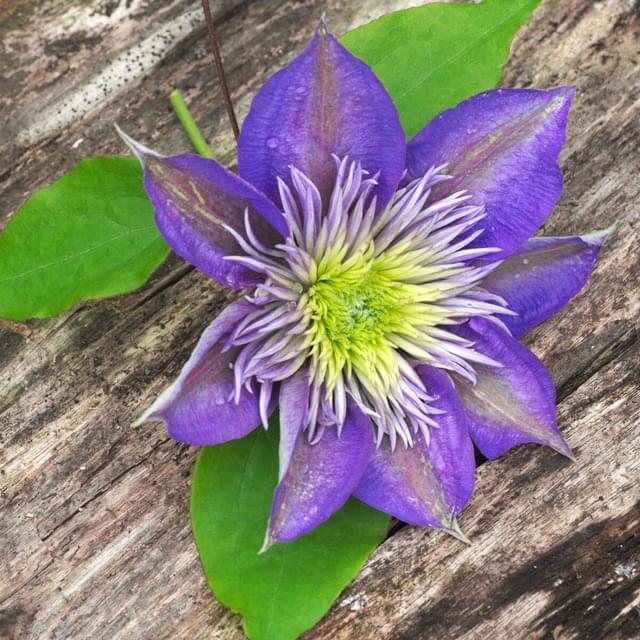 Clématite Crystal Fountain? 'Evipo038' (D.R. / &copy;Pépinières Travers)