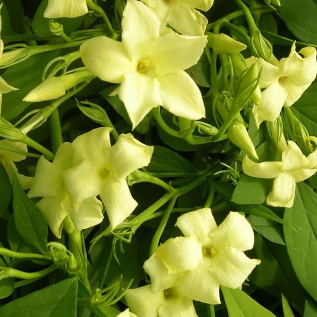 Jasmin blanc Clotted Cream® 'Devon Cream' (D.R. / ©Pépinières Travers)