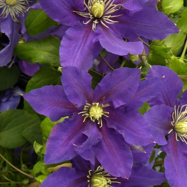 Clématite Chevalier? 'Evipo040' (D.R. / &copy;Pépinières Travers)