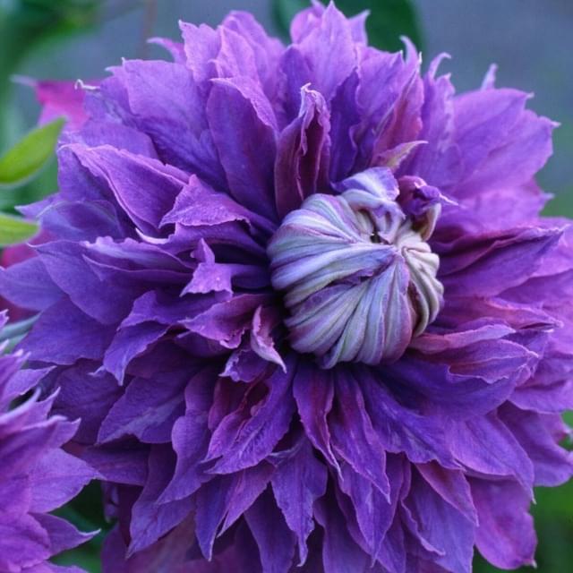 Clématite Diamantina? 'Evipo039' (D.R. / &copy;Pépinières Travers)