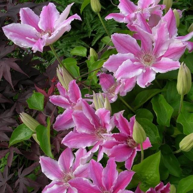 Clématite Carnaby (D.R. / &copy;Pépinières Travers)