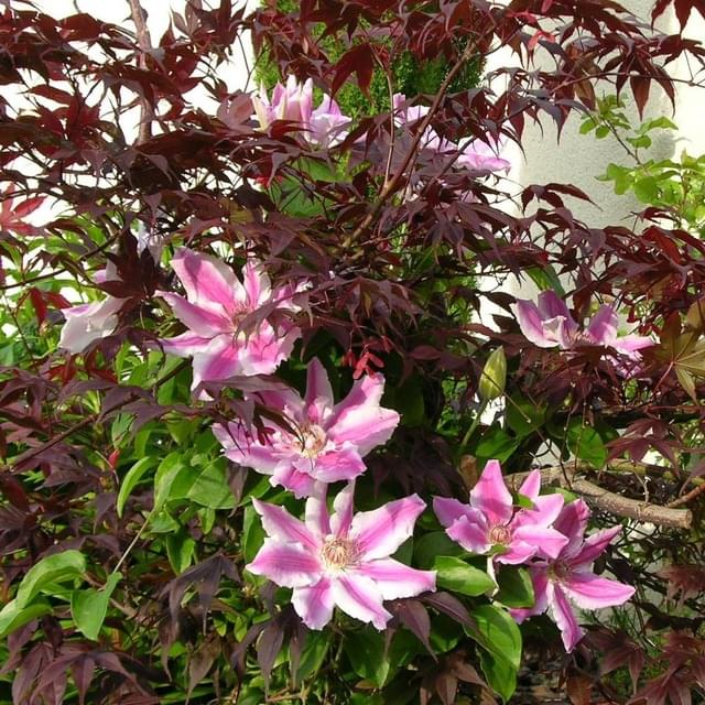 Clématite Carnaby (D.R. / &copy;Pépinières Travers)