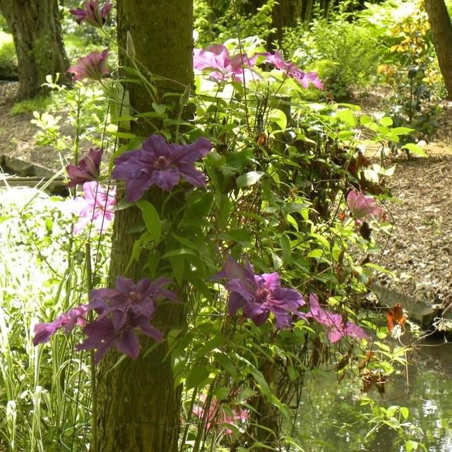 Clématite Kacper (D.R. / ©Pépinières Travers)
