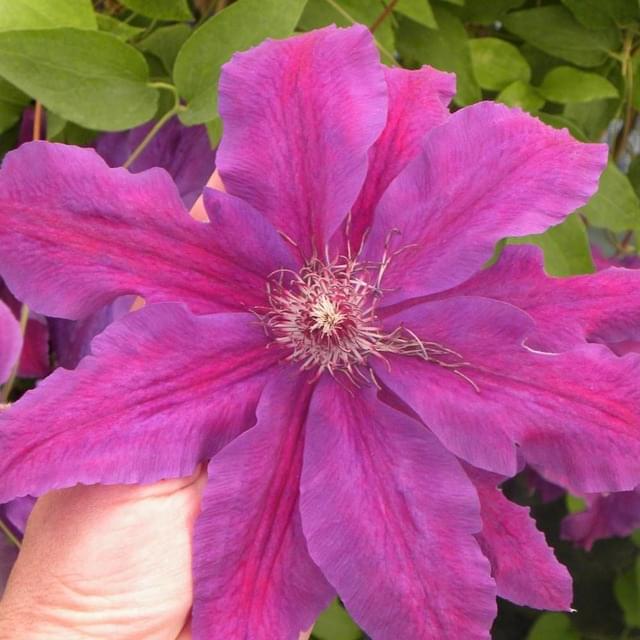 Clématite Kacper (D.R. / ©Pépinières Travers)
