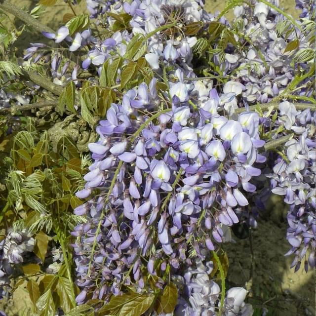 Glycine de Chine Prolific (D.R. / ©Pépinières Travers)