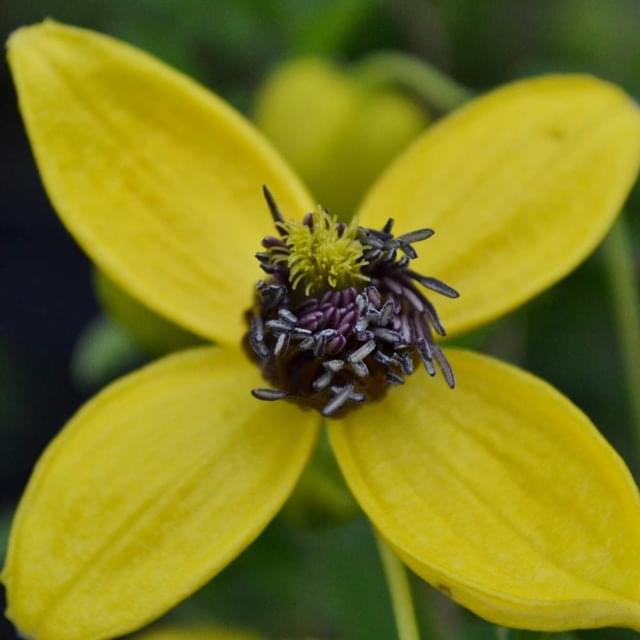 Clématite tangutica Golden Tiara® 'Kugotia' (D.R. / ©Pépinières Travers)