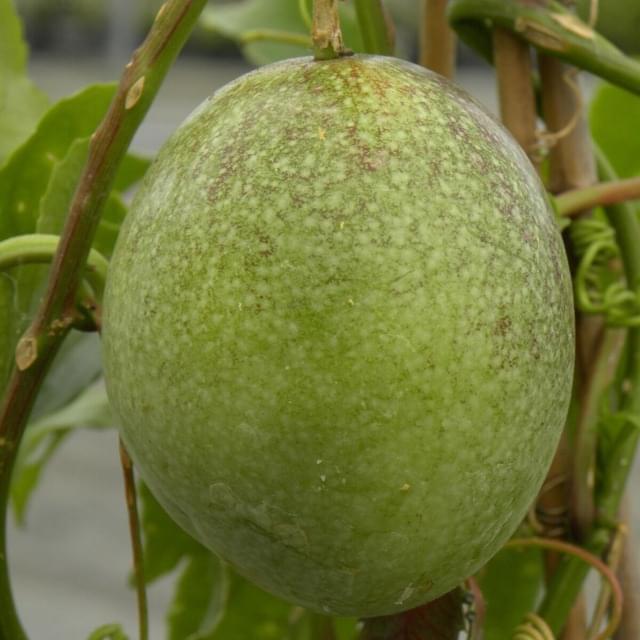 Passiflore edulis (D.R. / ©Pépinières Travers)
