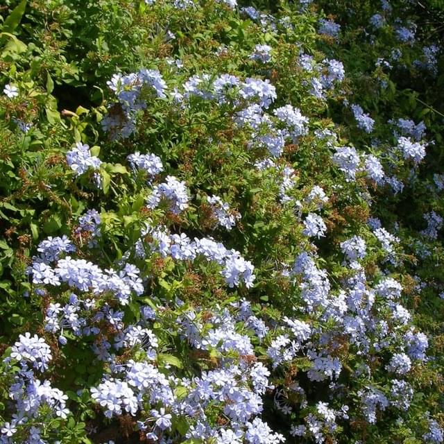 Plumbago du Cap, Dentaire du Cap (D.R. / ©Pépinières Travers)