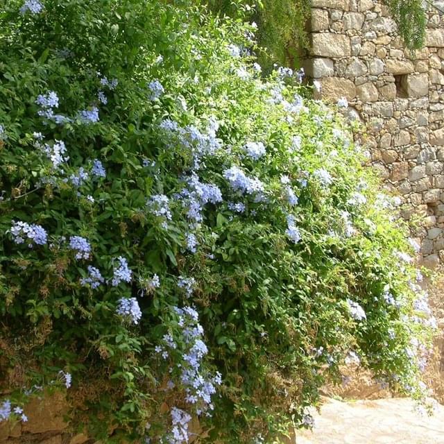 Plumbago du Cap, Dentaire du Cap (D.R. / ©Pépinières Travers)