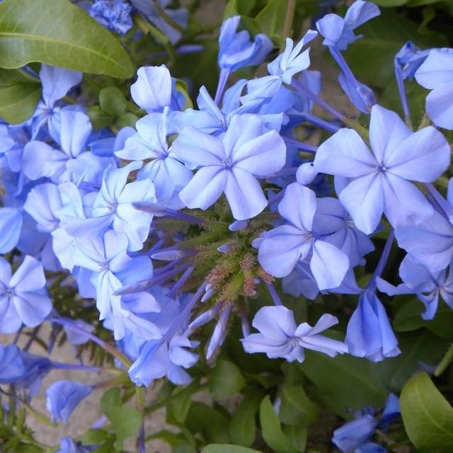 Plumbago du Cap, Dentaire du Cap (D.R. / ©Pépinières Travers)