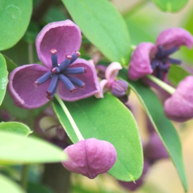 Akebie quinata Rosea (D.R. / ©Pépinières Travers)