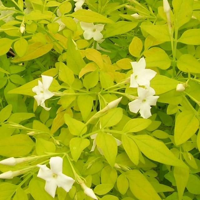 Jasmin blanc Aureum (D.R. / ©Pépinières Travers)