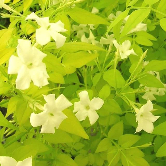 Jasmin blanc Aureum (D.R. / ©Pépinières Travers)