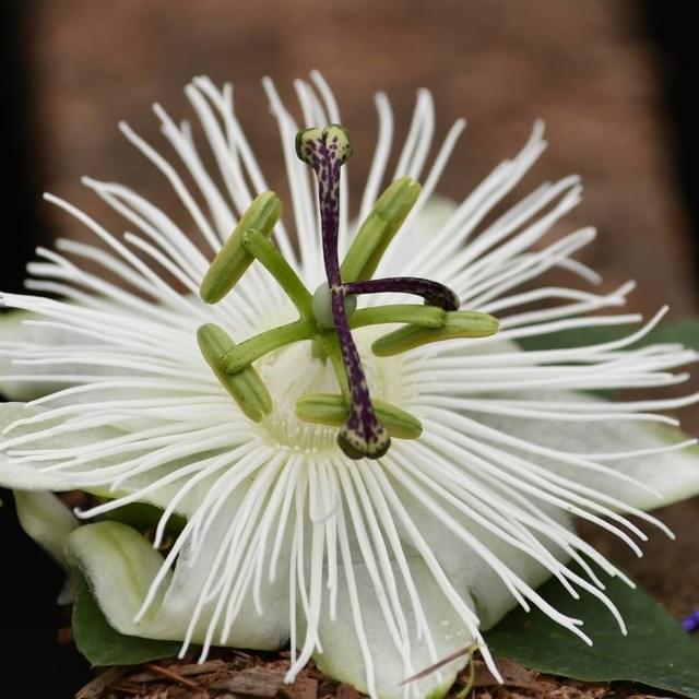 Passiflore RIVERSIDE® Snow Queen® (D.R. / ©Pépinières Travers)