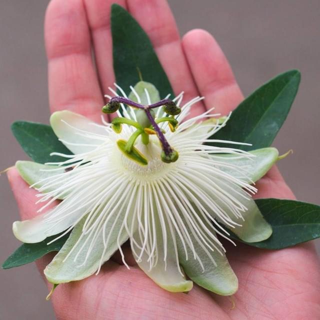 Passiflore RIVERSIDE® Snow Queen® (D.R. / ©Pépinières Travers)